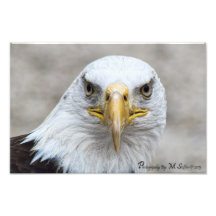 Bald Eagle Photographic Print