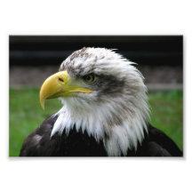 Bald Eagle Photographic Print