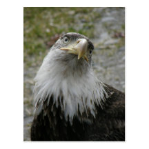 Bald Eagle Portrait, Young Adult Post Card