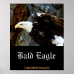 Bald Eagle Pose Poster
