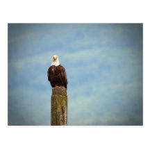 Bald Eagle Post Card