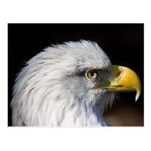 Bald Eagle Post Cards