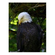 Bald Eagle Post Cards