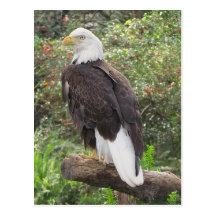Bald Eagle Post Cards