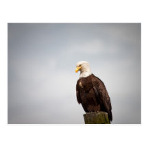 Bald Eagle Post Cards