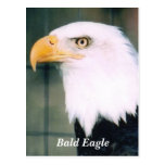 Bald Eagle Postcard