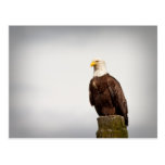 Bald Eagle Postcard