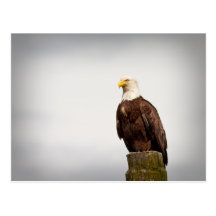 Bald Eagle Postcard