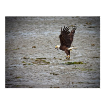 Bald Eagle Postcard
