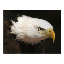Bald Eagle Postcard