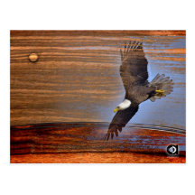 BALD EAGLE POSTCARD