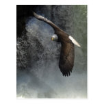 Bald Eagle Postcard