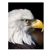Bald Eagle Postcards
