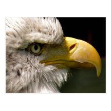 BALD EAGLE POSTCARDS