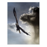 Bald Eagle Postcards