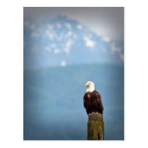 Bald Eagle Postcards