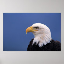 Bald Eagle poster