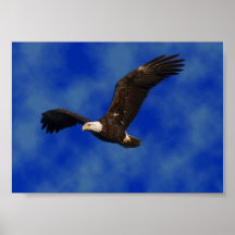 Bald eagle poster