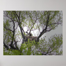 Bald Eagle - Poster