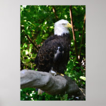 Bald Eagle poster