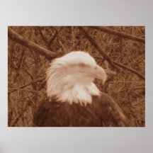 Bald Eagle Posters