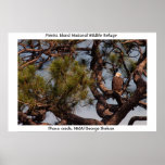 Bald Eagle Posters