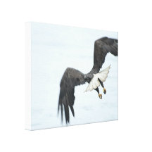Bald Eagle, Prince Rupert, BC, Canada Stretched Canvas Prints