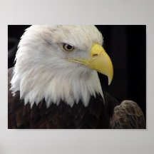 Bald Eagle Print