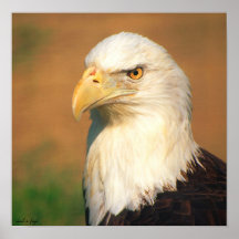 Bald Eagle Print