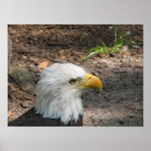 Bald Eagle Print