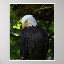 Bald Eagle Print