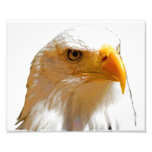 Bald Eagle Print Photo Print