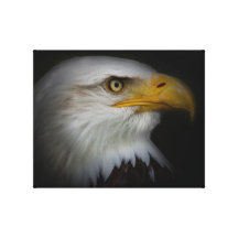 Bald Eagle Profile Stretched Canvas Prints