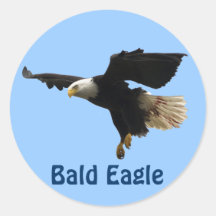 Bald Eagle Raptor Birdlover's Wildlife Sticker