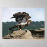 Bald Eagle Ready For Flight Fine Art Print