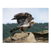 Bald Eagle Ready For Flight Postcard