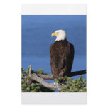 Bald Eagle Stationery Design