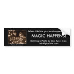 BALD EAGLE & SUNLIT WATER bumper stickers