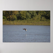 Bald Eagle Taking Off Posters