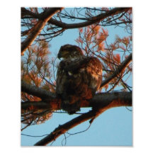 Bald Eagle Yearling Photo