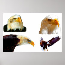 Bald Eagles Print