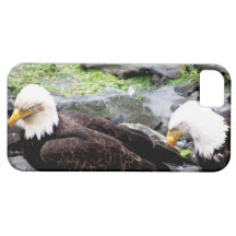Bald Eagles  Share Meal on Haida Gwaii iphone5 iPhone 5 Cases