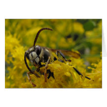 Bald-Faced Hornet Greeting Card