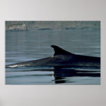 Baleine d'aileron, aileron dorsal affiche