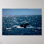 Baleine de bosse, Mexique Posters