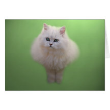 Ball of fluff kitten greeting cards