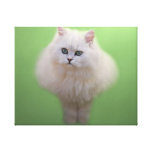 Ball of fluff kitten stretched canvas print