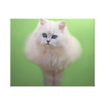 Ball of fluff kitten stretched canvas print