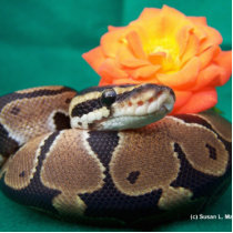 Ball Python, green background, orange rose Photo Cutout