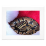 Ball Python Snake in Santa hat picture Photo